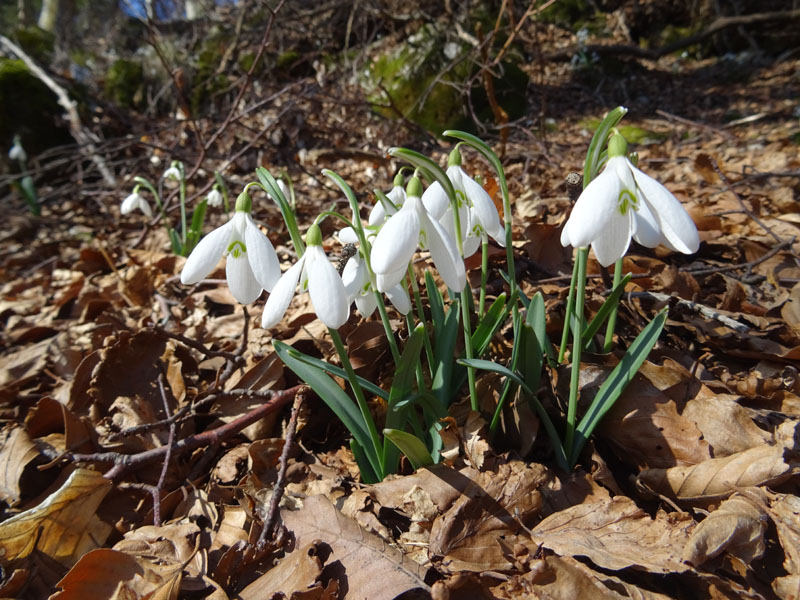 Galanthus nivalis - Amaryllidaceae (Alliaceae)